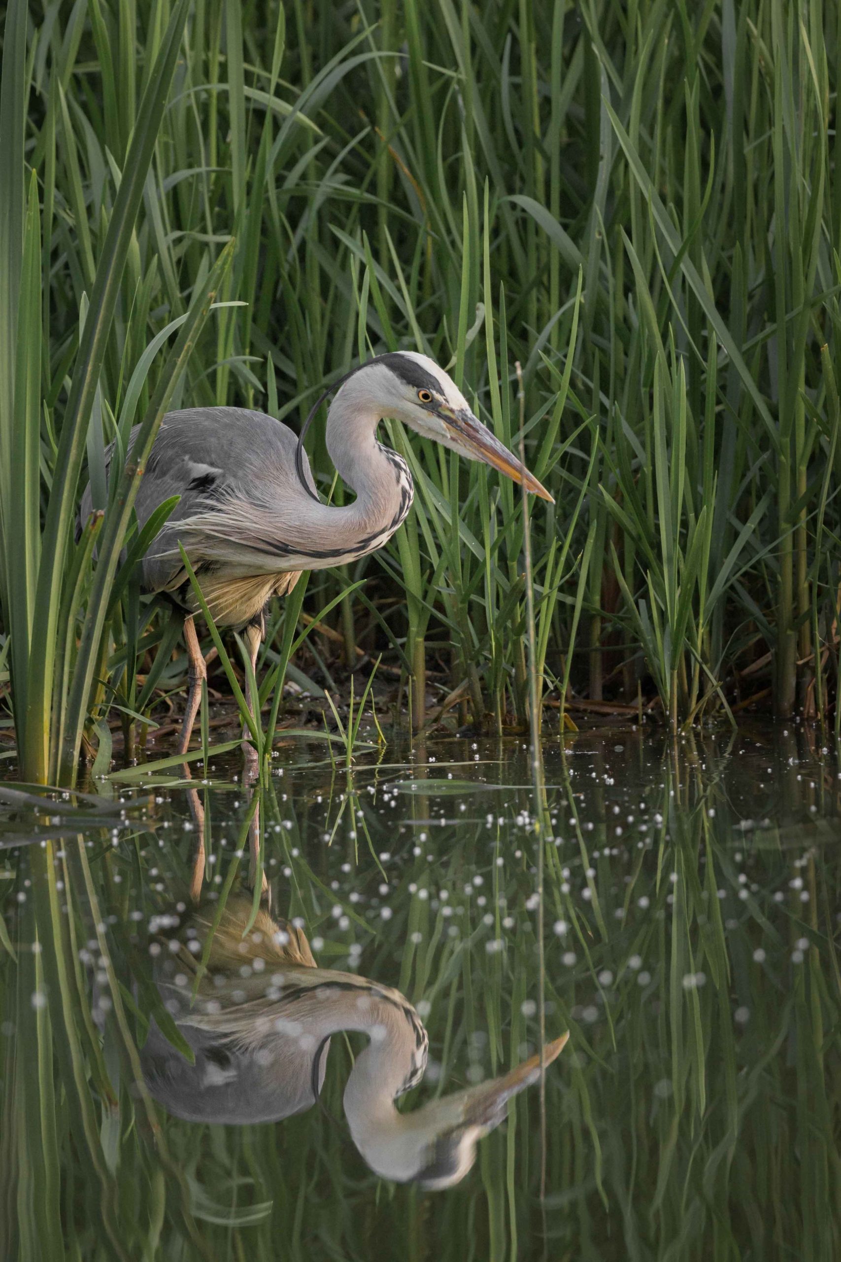 Heron water reflection
